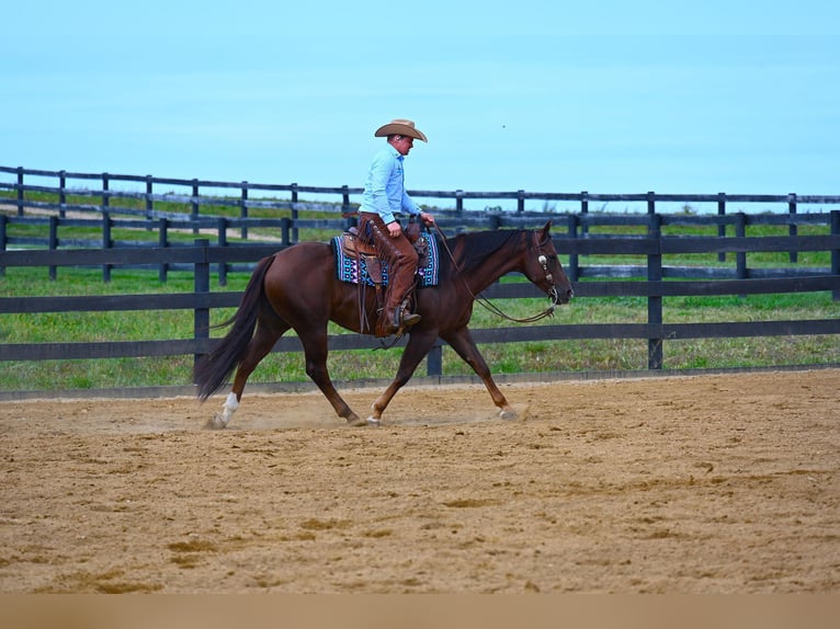 American Quarter Horse Castrone 8 Anni 152 cm Baio ciliegia in Wooster OH