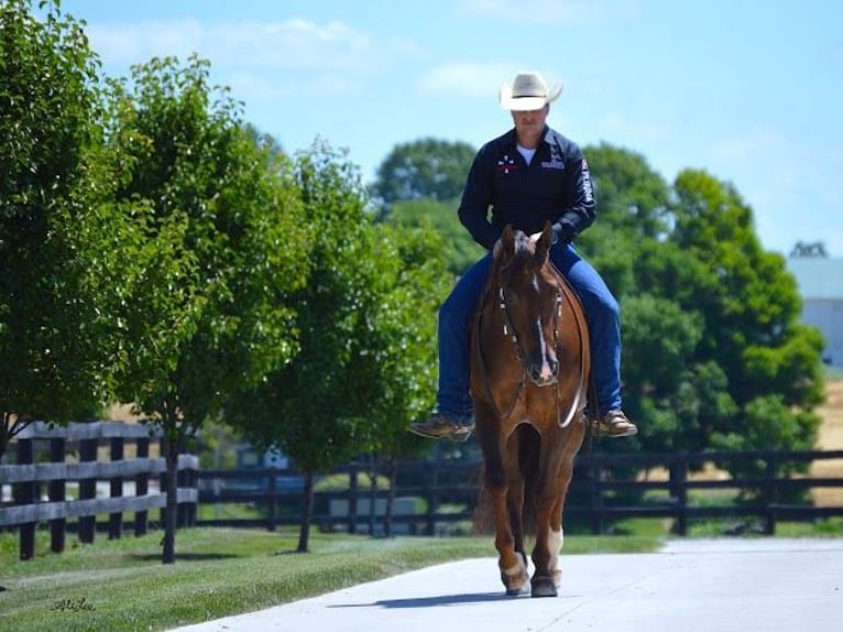 American Quarter Horse Castrone 8 Anni 152 cm Baio ciliegia in Wooster OH