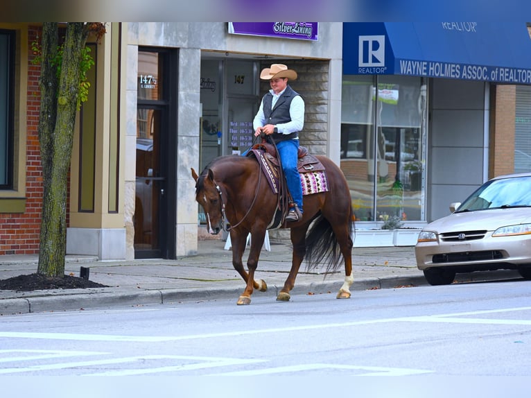 American Quarter Horse Castrone 8 Anni 152 cm Baio ciliegia in Wooster OH