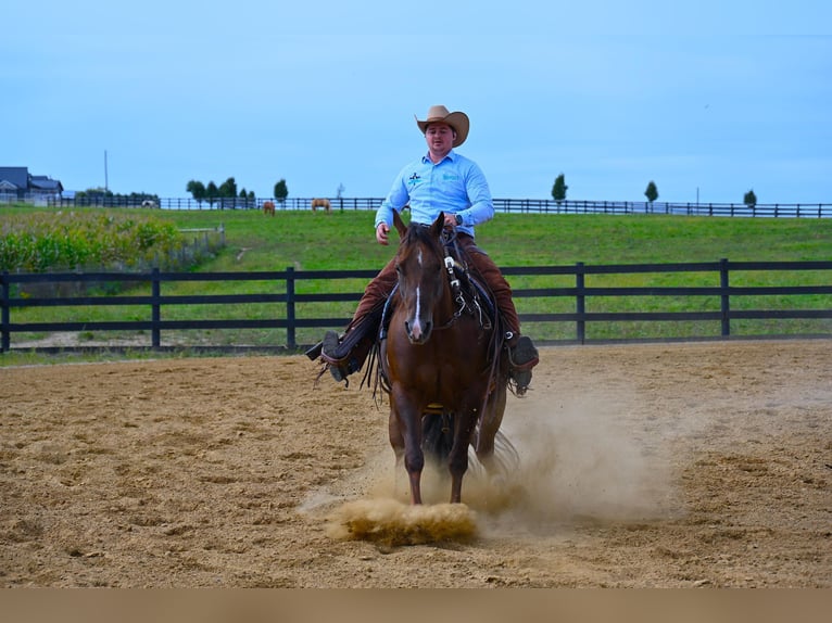 American Quarter Horse Castrone 8 Anni 152 cm Baio ciliegia in Wooster OH