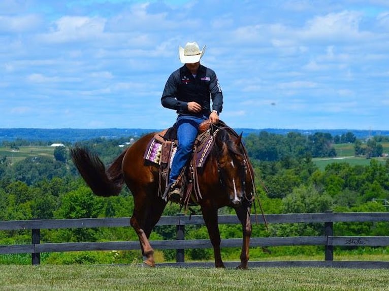 American Quarter Horse Castrone 8 Anni 152 cm Baio ciliegia in Wooster OH