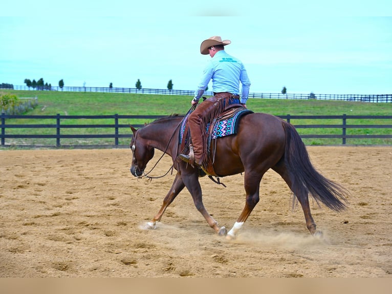 American Quarter Horse Castrone 8 Anni 152 cm Baio ciliegia in Wooster OH