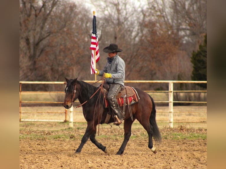 American Quarter Horse Castrone 8 Anni 152 cm Baio ciliegia in Baxter Springs