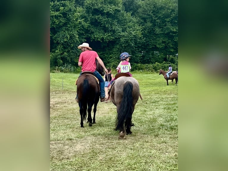 American Quarter Horse Castrone 8 Anni 152 cm Baio ciliegia in Thompson