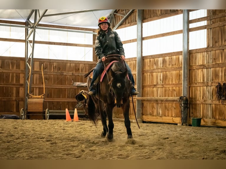 American Quarter Horse Castrone 8 Anni 152 cm Baio ciliegia in Thompson