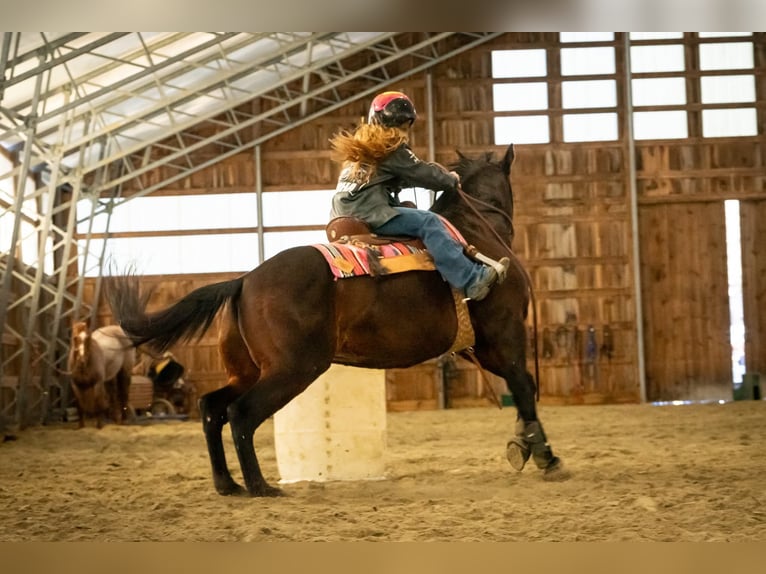 American Quarter Horse Castrone 8 Anni 152 cm Baio ciliegia in Thompson