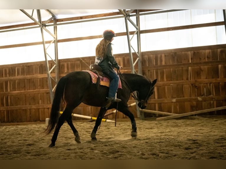 American Quarter Horse Castrone 8 Anni 152 cm Baio ciliegia in Thompson