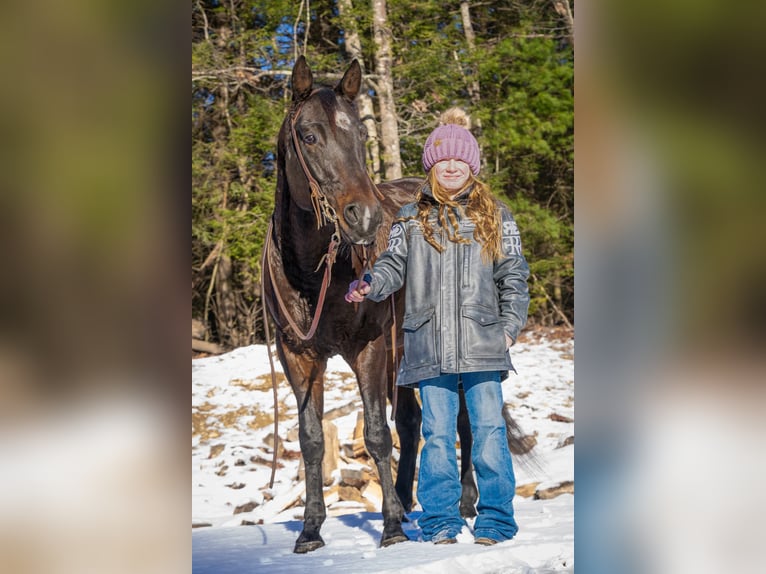 American Quarter Horse Castrone 8 Anni 152 cm Baio ciliegia in Thompson