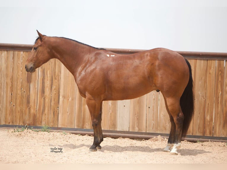 American Quarter Horse Castrone 8 Anni 152 cm Baio ciliegia in aMARILLO tx