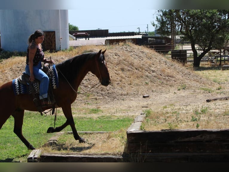 American Quarter Horse Mix Castrone 8 Anni 152 cm Baio ciliegia in Waterford