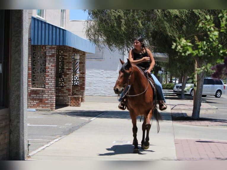 American Quarter Horse Mix Castrone 8 Anni 152 cm Baio ciliegia in Waterford