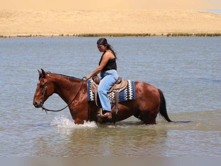 American Quarter Horse Mix Castrone 8 Anni 152 cm Baio ciliegia in Waterford