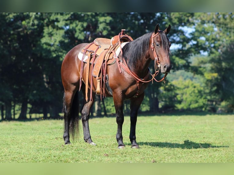 American Quarter Horse Castrone 8 Anni 152 cm Baio ciliegia in Clarion, PA