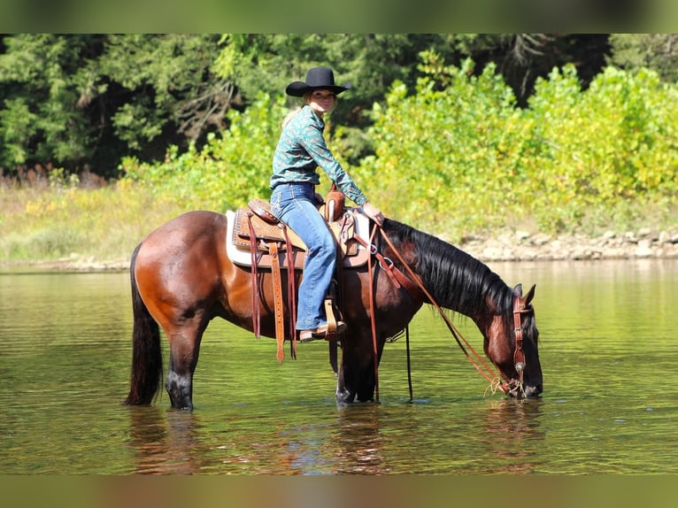 American Quarter Horse Castrone 8 Anni 152 cm Baio ciliegia in Clarion, PA