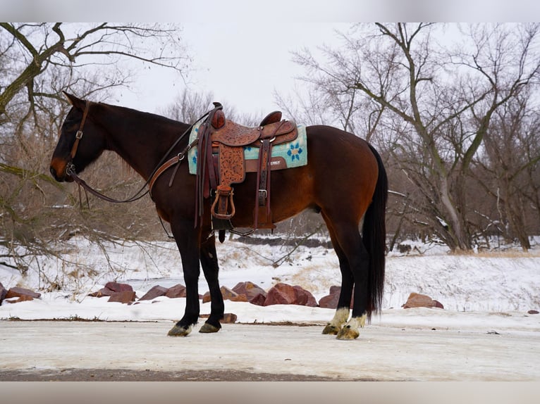 American Quarter Horse Castrone 8 Anni 152 cm Baio ciliegia in Sioux Falls