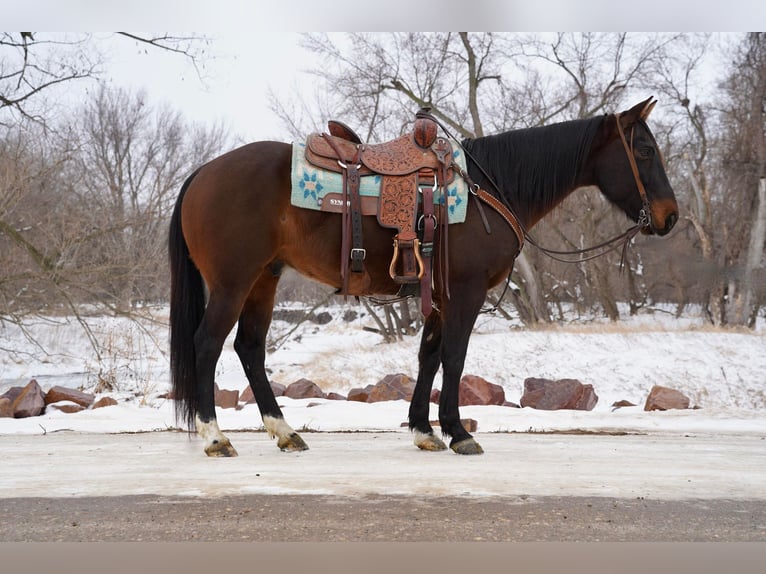 American Quarter Horse Castrone 8 Anni 152 cm Baio ciliegia in Sioux Falls