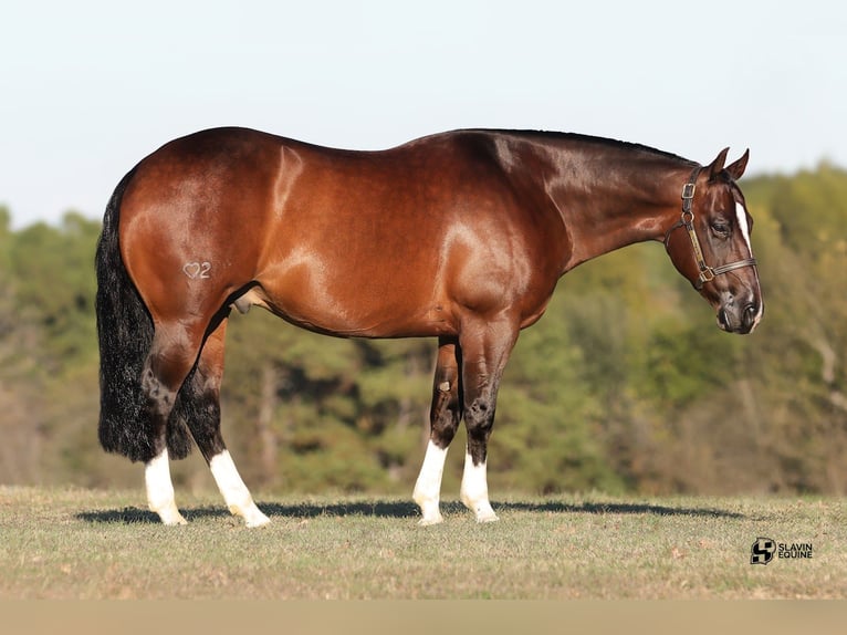 American Quarter Horse Castrone 8 Anni 152 cm Baio ciliegia in Whitesboro