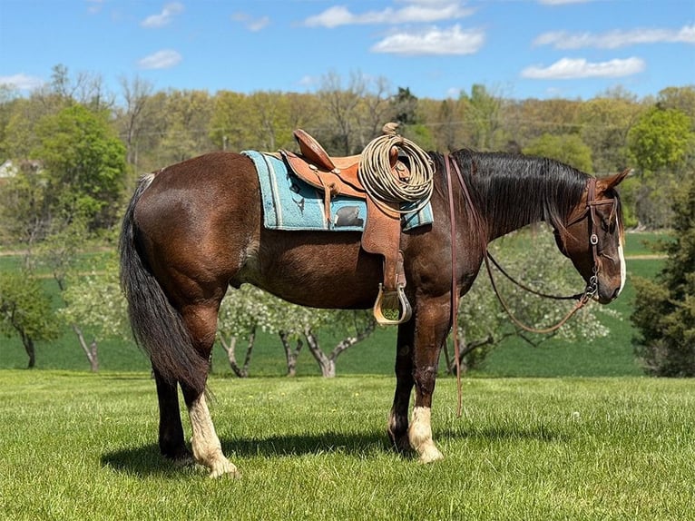 American Quarter Horse Castrone 8 Anni 152 cm Baio in Oakley, MI