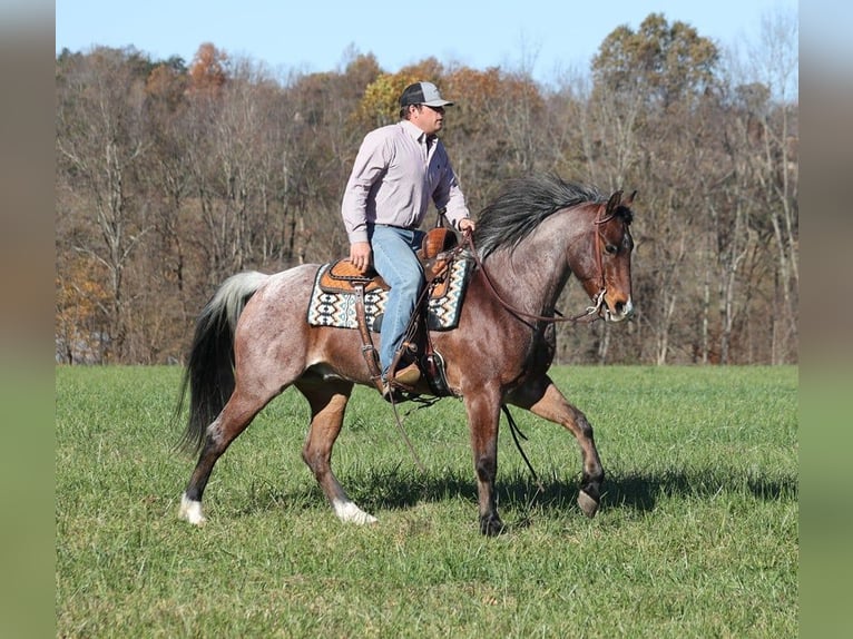 American Quarter Horse Castrone 8 Anni 152 cm Baio roano in Brodhead KY