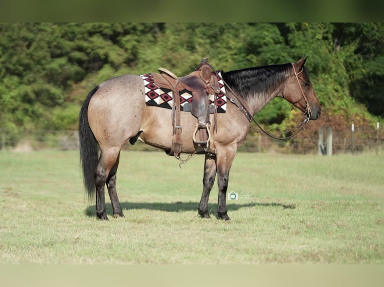 American Quarter Horse Castrone 8 Anni 152 cm Baio roano in Waterford, CA