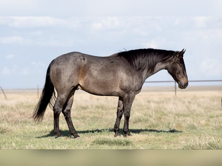 American Quarter Horse Castrone 8 Anni 152 cm Baio roano in Sweet Springs MO