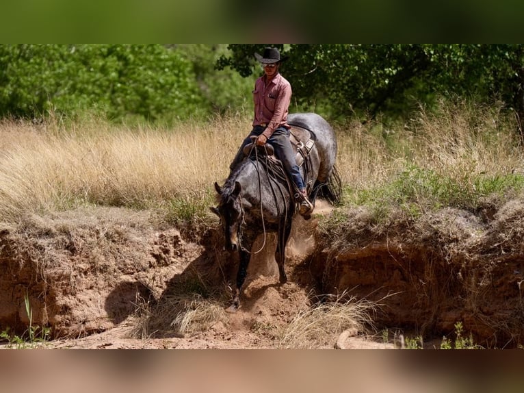 American Quarter Horse Castrone 8 Anni 152 cm Baio roano in Sweet Springs MO