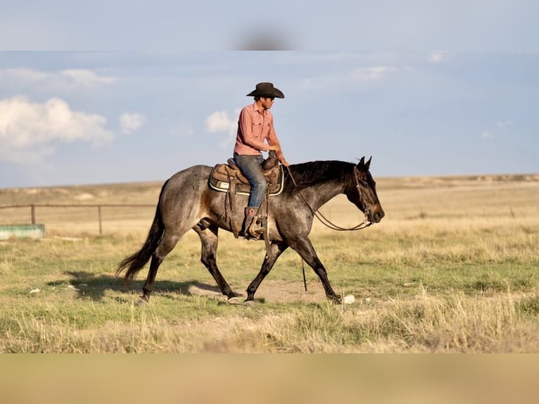 American Quarter Horse Castrone 8 Anni 152 cm Baio roano in Sweet Springs MO