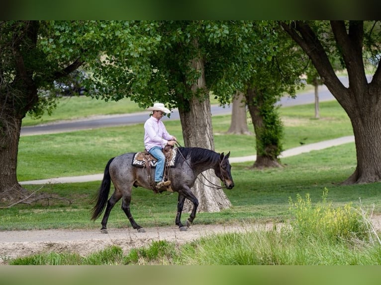 American Quarter Horse Castrone 8 Anni 152 cm Baio roano in sweet Springs MO