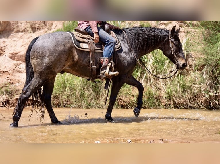 American Quarter Horse Castrone 8 Anni 152 cm Baio roano in Sweet Springs MO