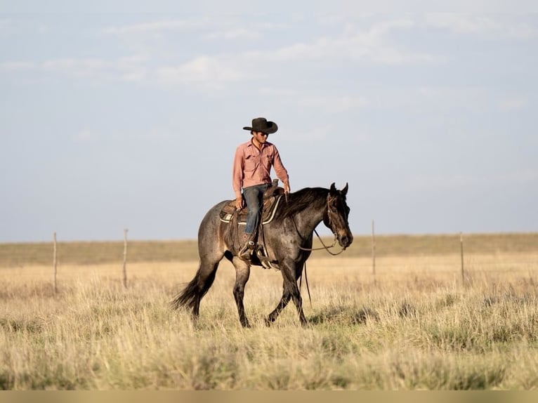 American Quarter Horse Castrone 8 Anni 152 cm Baio roano in Sweet Springs MO