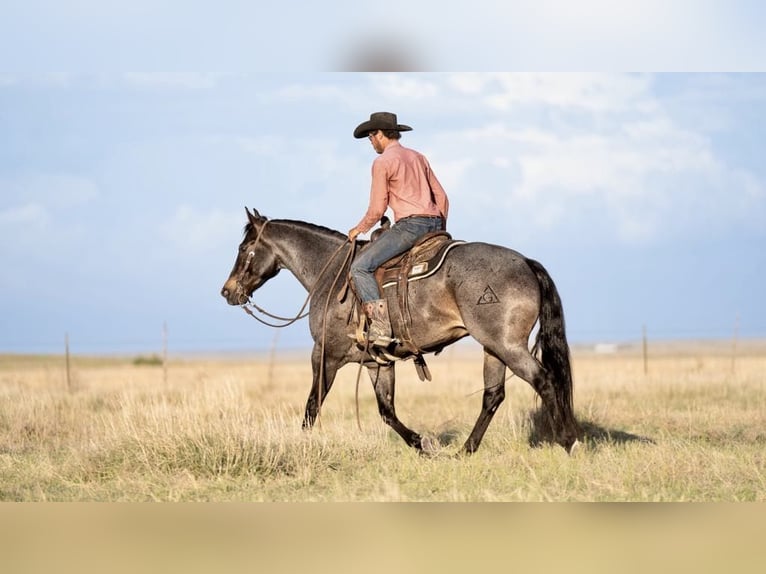 American Quarter Horse Castrone 8 Anni 152 cm Baio roano in Sweet Springs MO