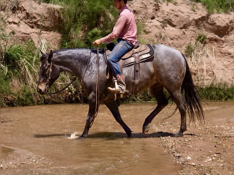 American Quarter Horse Castrone 8 Anni 152 cm Baio roano in Sweet Springs MO