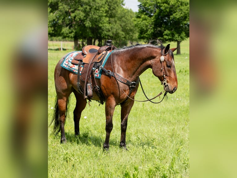 American Quarter Horse Castrone 8 Anni 152 cm Baio roano in Madill