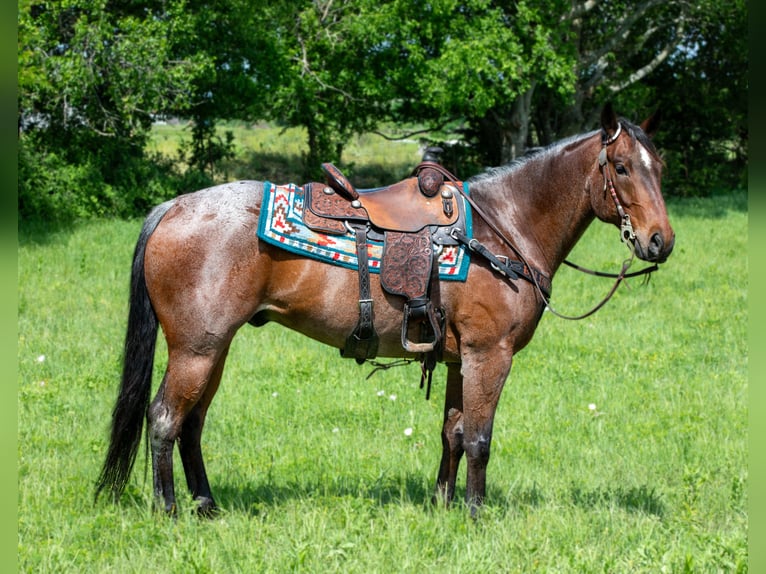 American Quarter Horse Castrone 8 Anni 152 cm Baio roano in Madill