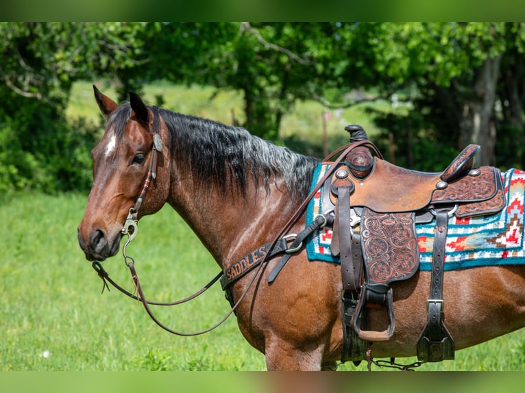 American Quarter Horse Castrone 8 Anni 152 cm Baio roano in Madill