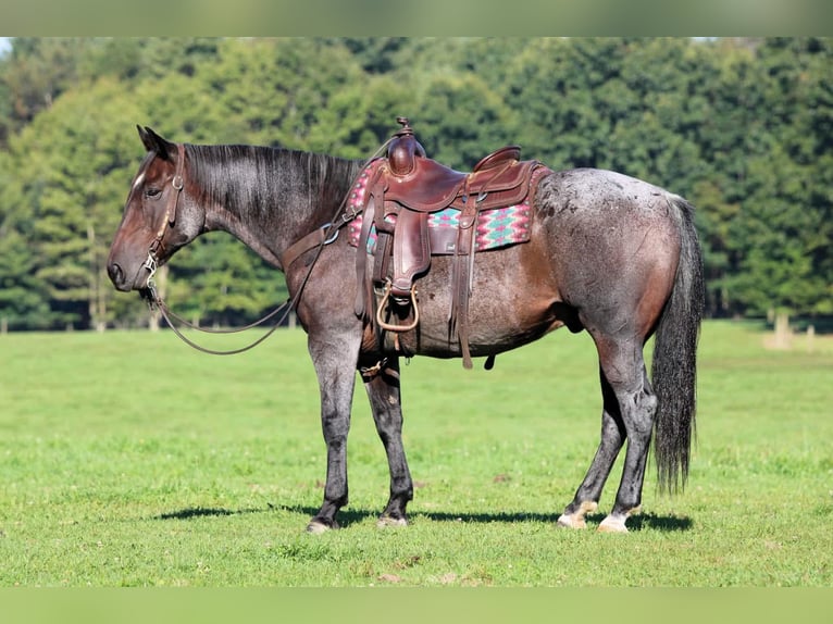 American Quarter Horse Castrone 8 Anni 152 cm Baio roano in Clarion