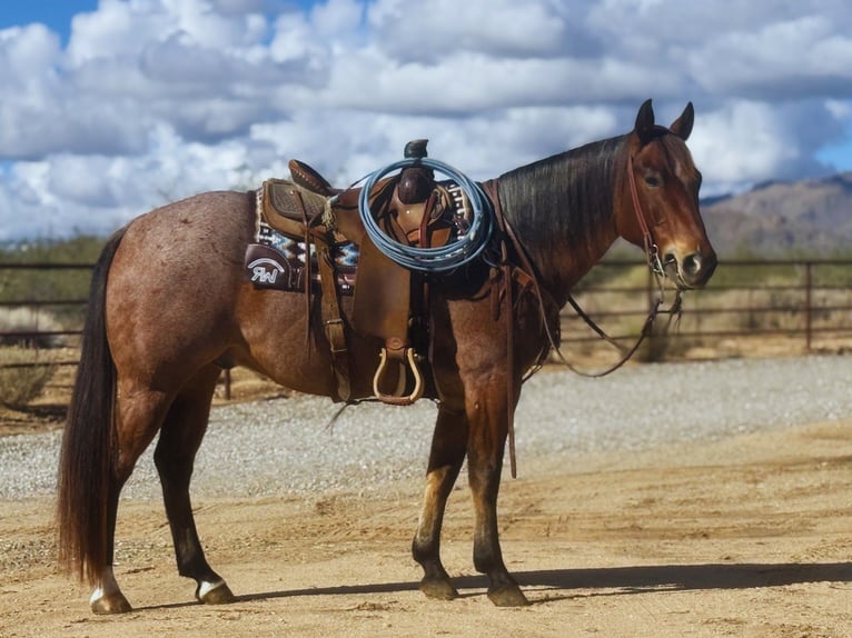 American Quarter Horse Castrone 8 Anni 152 cm Baio roano in Congress