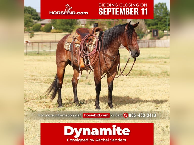 American Quarter Horse Castrone 8 Anni 152 cm Baio roano in Joshua, TX