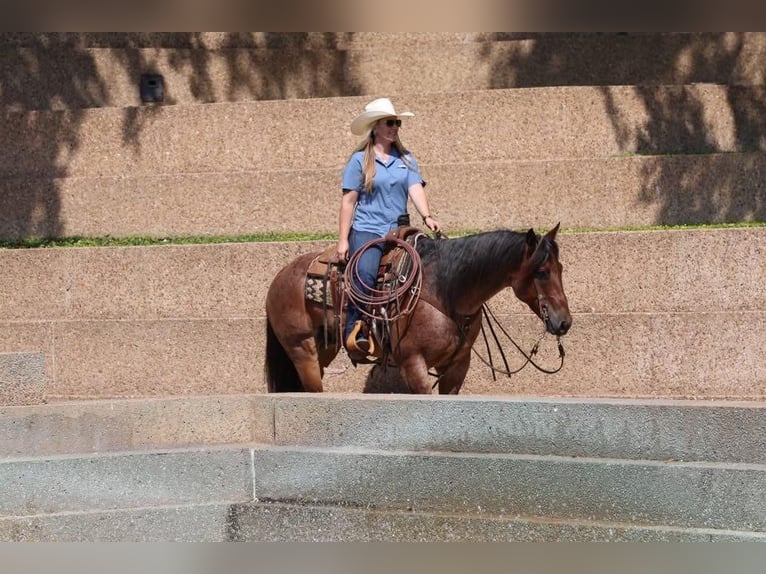 American Quarter Horse Castrone 8 Anni 152 cm Baio roano in Joshua, TX