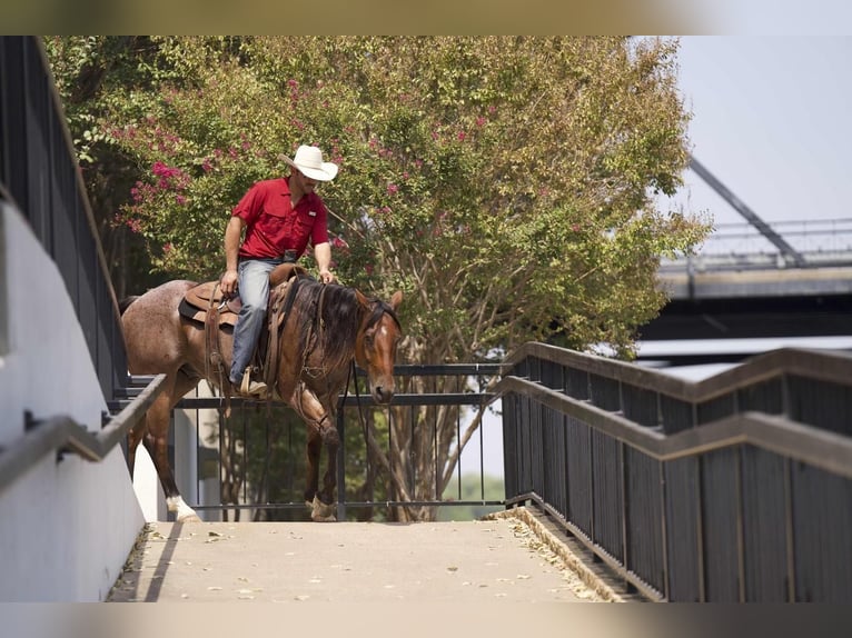 American Quarter Horse Castrone 8 Anni 152 cm Baio roano in Waco, TX