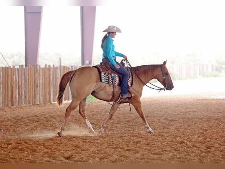 American Quarter Horse Castrone 8 Anni 152 cm Falbo in Beverly Hills