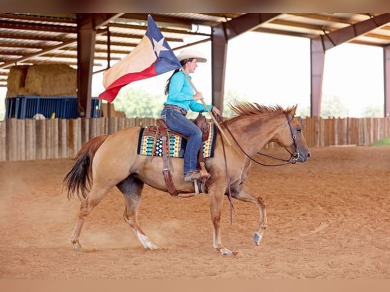 American Quarter Horse Castrone 8 Anni 152 cm Falbo in Beverly Hills