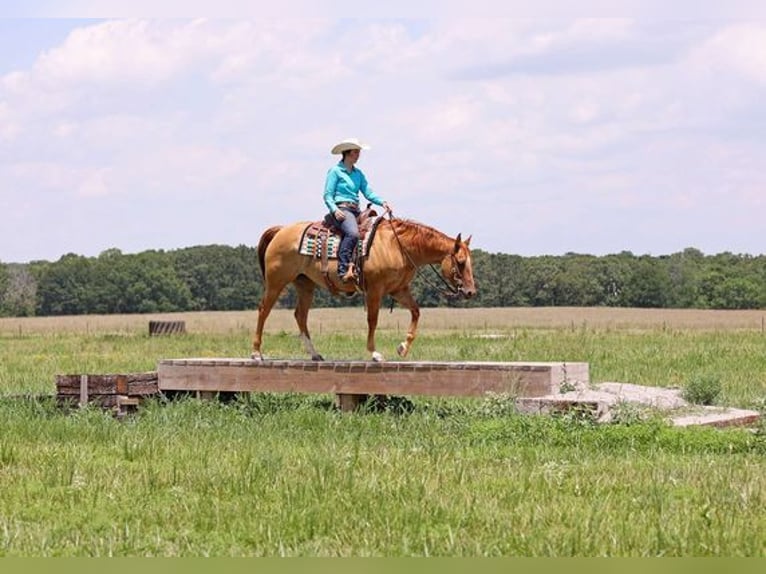 American Quarter Horse Castrone 8 Anni 152 cm Falbo in Beverly Hills