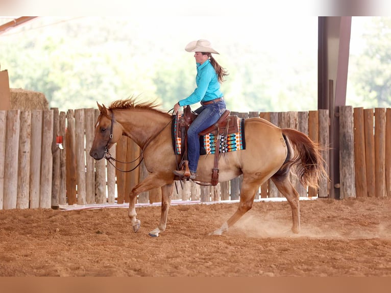 American Quarter Horse Castrone 8 Anni 152 cm Falbo in Adair OK