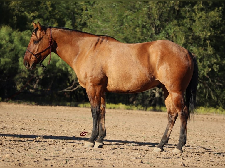 American Quarter Horse Castrone 8 Anni 152 cm Falbo in Graham TX