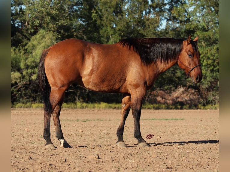 American Quarter Horse Castrone 8 Anni 152 cm Falbo in Graham TX