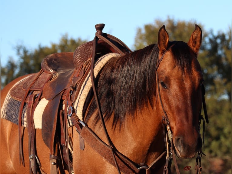 American Quarter Horse Castrone 8 Anni 152 cm Falbo in Graham TX