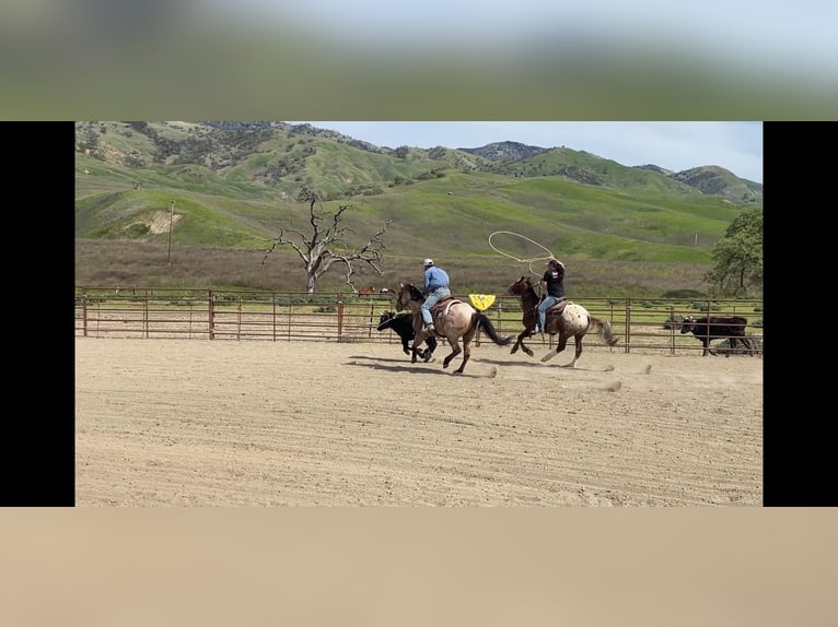 American Quarter Horse Castrone 8 Anni 152 cm Falbo in Paicines CA