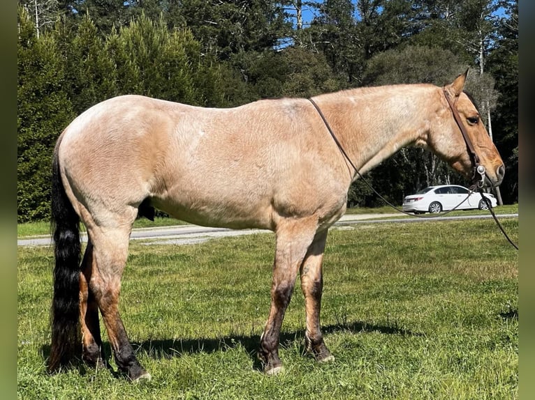 American Quarter Horse Castrone 8 Anni 152 cm Falbo in Paicines CA