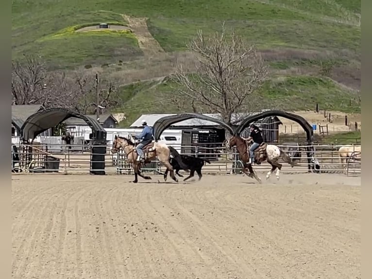 American Quarter Horse Castrone 8 Anni 152 cm Falbo in Paicines CA